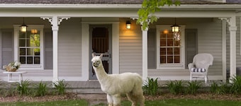 Maison de ferme du siÚcle sur le travail Alpaca Farm dans le comté de Prince Edward