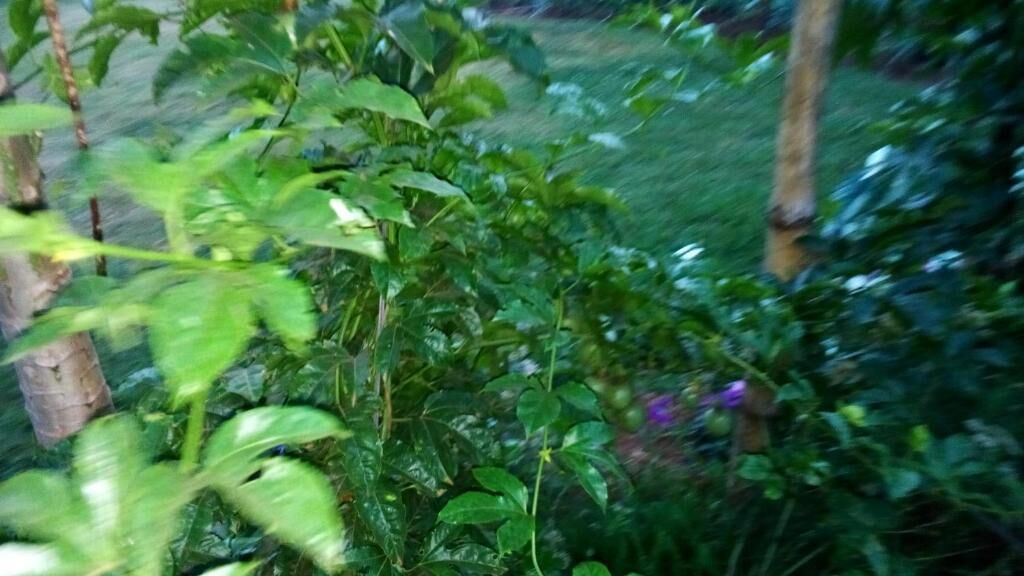 Un jardin avec différentes espèces de plantes et une structure en bois.