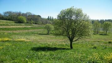 Un arbre dans un champ herbeux, sous un ciel dégagé.
