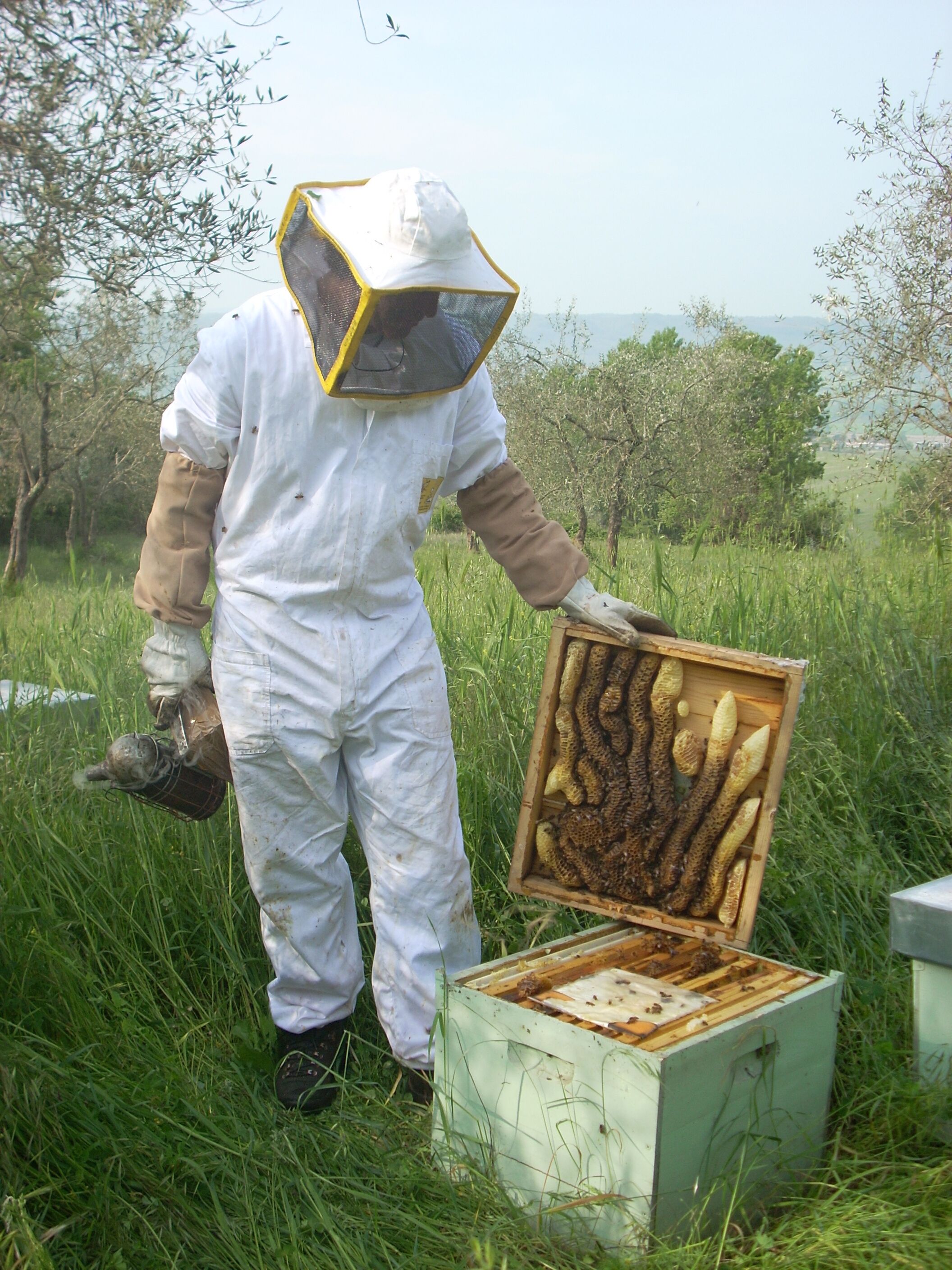 A beekeeper in protective gear handling a beehive in a grassy field.