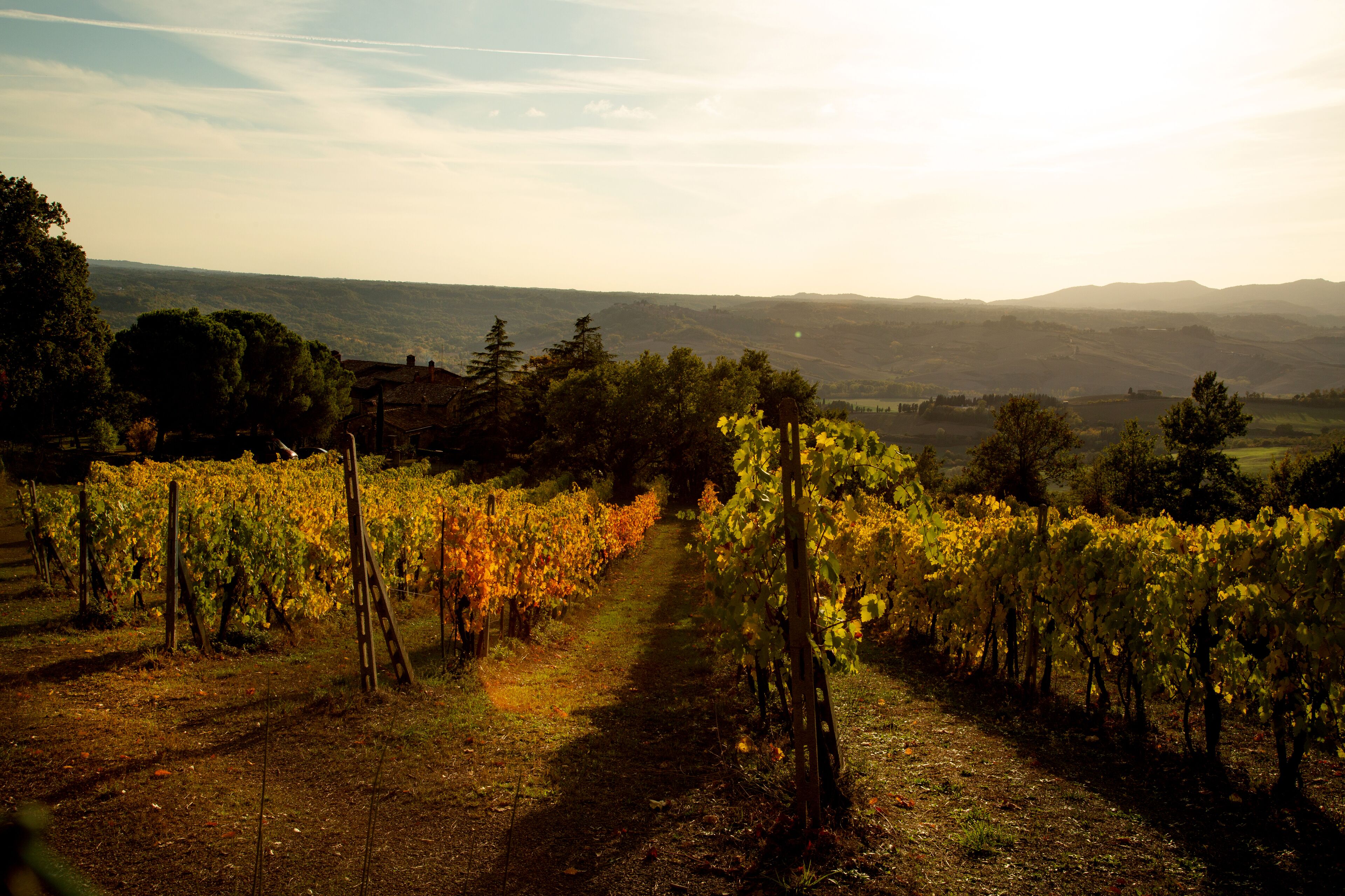 A vineyard with rows of grapevines and a path leading through it.