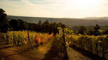 A vineyard with rows of grapevines and a path leading through it.