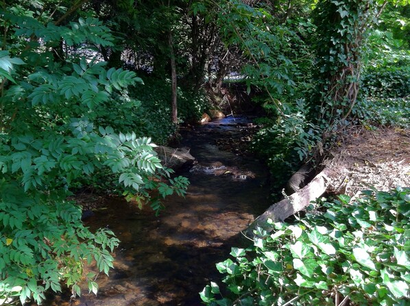 Un arroyo serpentea por una zona boscosa, con árboles y follaje a ambos lados.