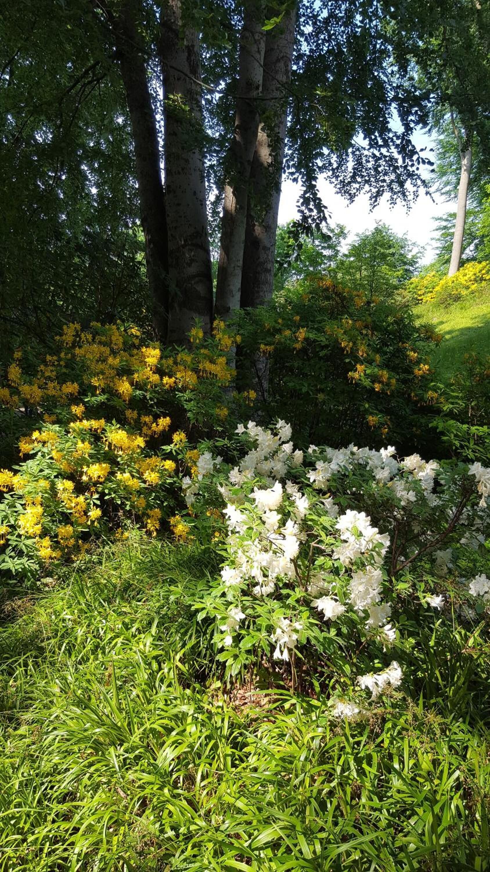 A garden with white and yellow flowers, green grass, and trees.