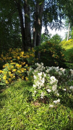 A garden with white and yellow flowers, green grass, and trees. - Pension Haus Waldheim (Malente)