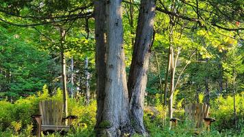 Zona boscosa amb dues cadires de fusta sota arbres alts.