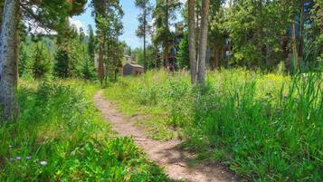 A forested path leading to a rustic cabin surrounded by tall trees and lush greenery.