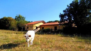 Un perro blanco en un campo cubierto de hierba, con una casa al fondo.