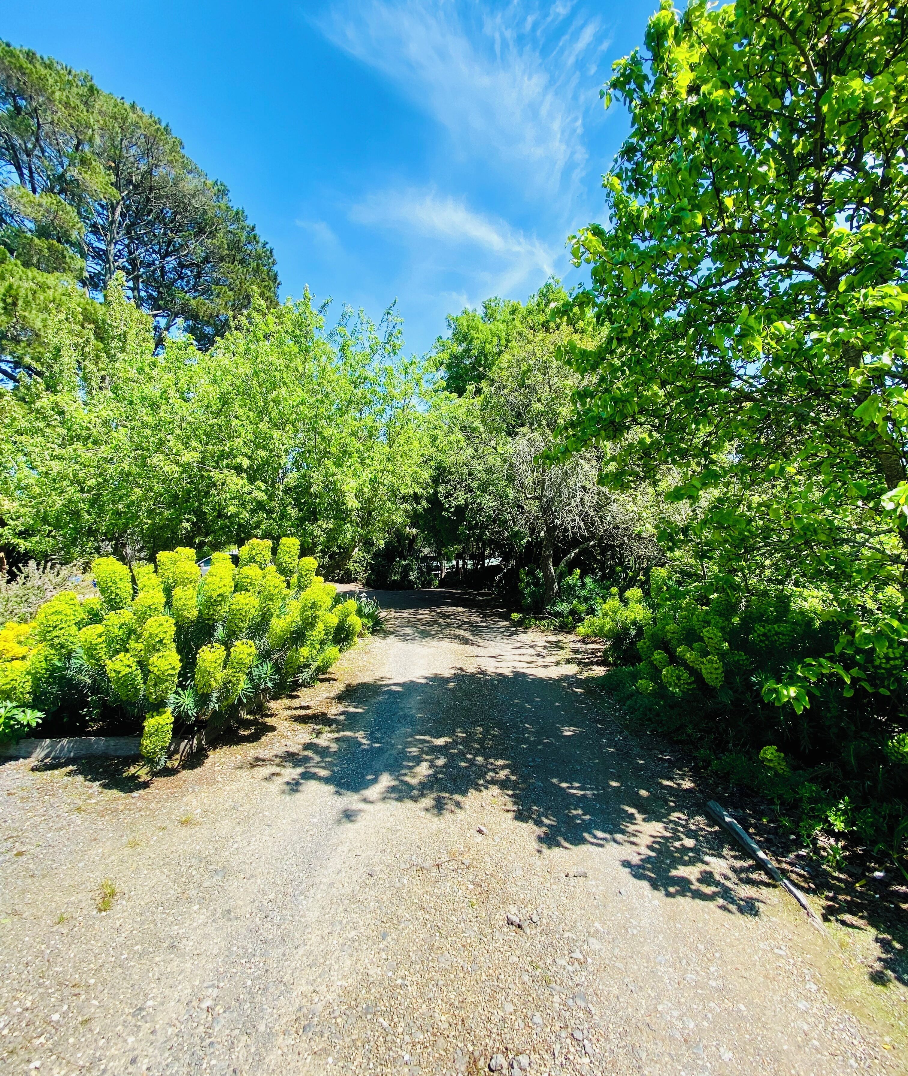 Un sendero de grava rodeado de abundante vegetación y árboles.