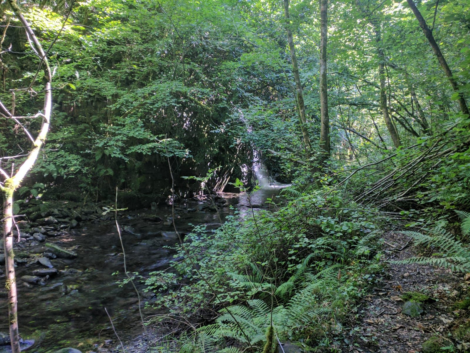A forested area with a stream.