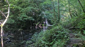 A forested area with a stream.