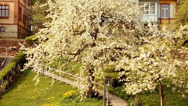 A tree-lined pathway with a stone bench, leading to a building with a red-tiled roof. - Ferienwohnungen Fröhlich (Quedlinburg)