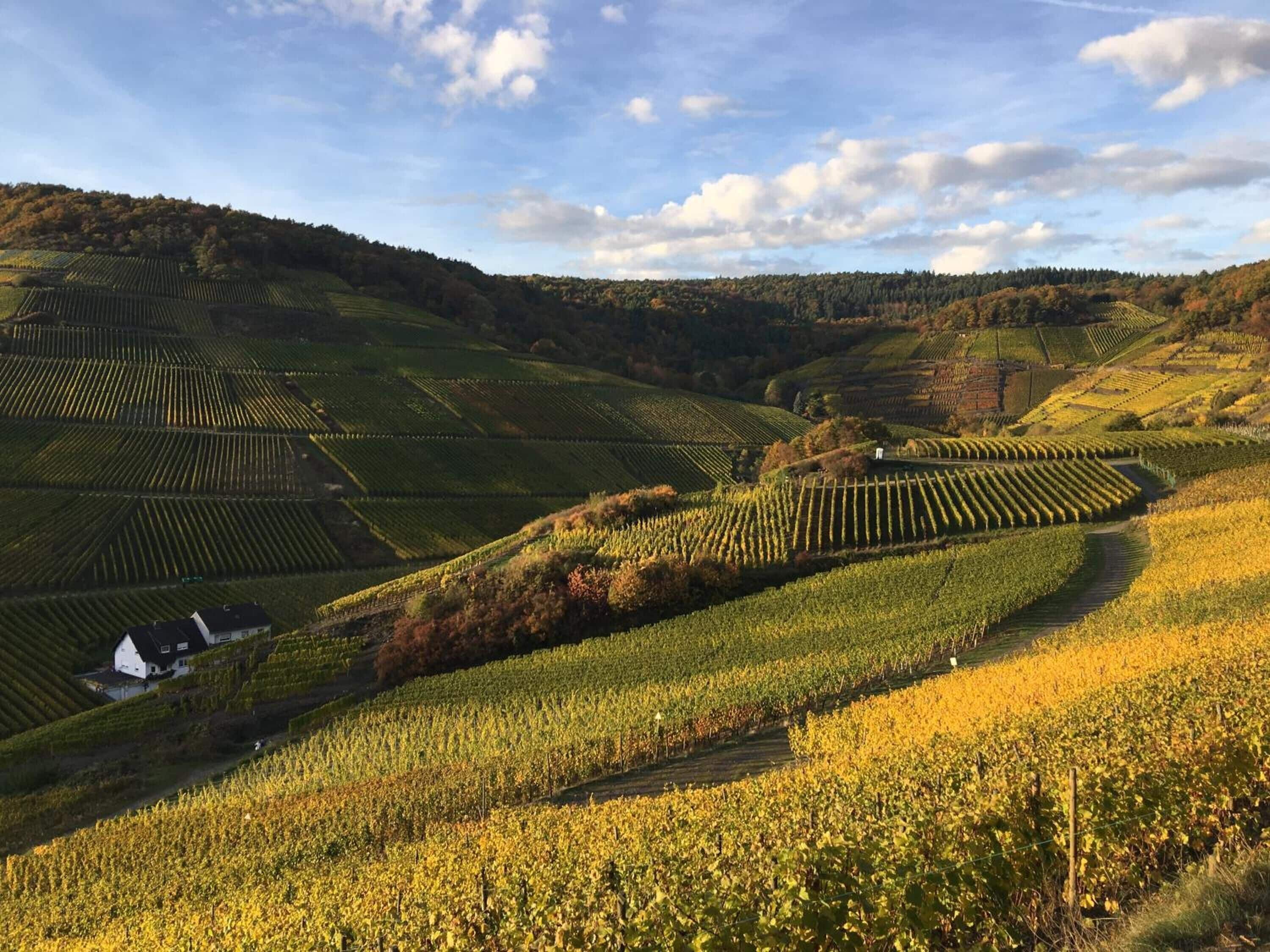 Ein Weinberg mit terrassenförmig angelegten Rebenreihen, ein weißes Gebäude und sanfte Hügel unter einem teilweise bewölkten Himmel.