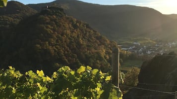 A vineyard with rows of grapevines and a distant view of a town nestled in the valley.