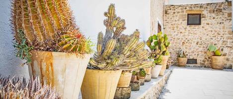A row of potted cacti on a stone-paved terrace with a stone wall and a window in the background.
