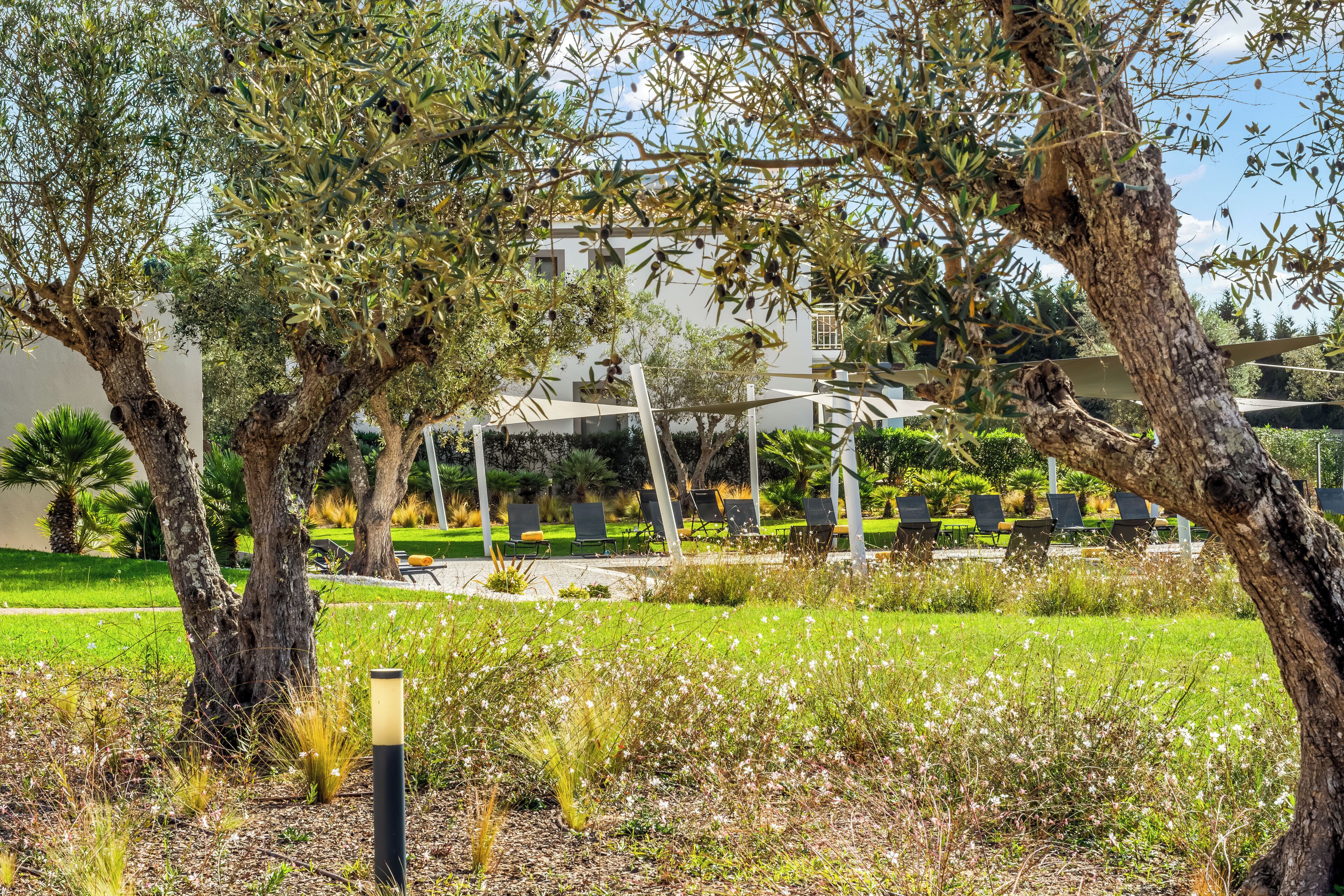 A landscaped garden with olive trees, a grassy area, and a building with a white facade and balconies.