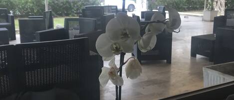 A potted orchid on a windowsill with outdoor seating and a view of the street.