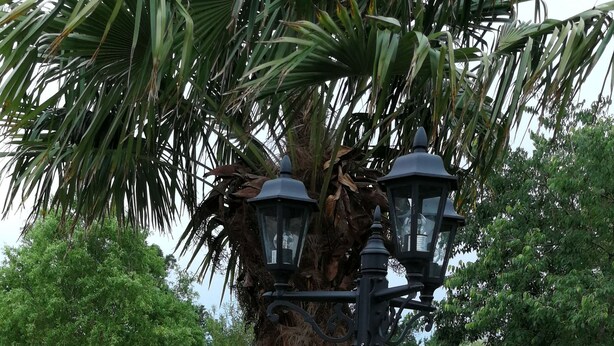 Un vélo avec un panier rempli de fleurs rouges est garé près d’un lampadaire dans un jardin.