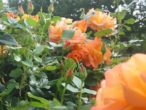 Garden - The Corner House (Rye)