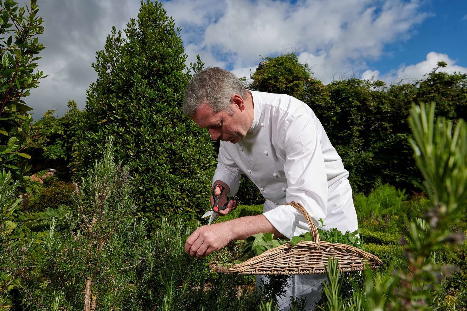 A person in a white chef's coat harvesting herbs from a garden.