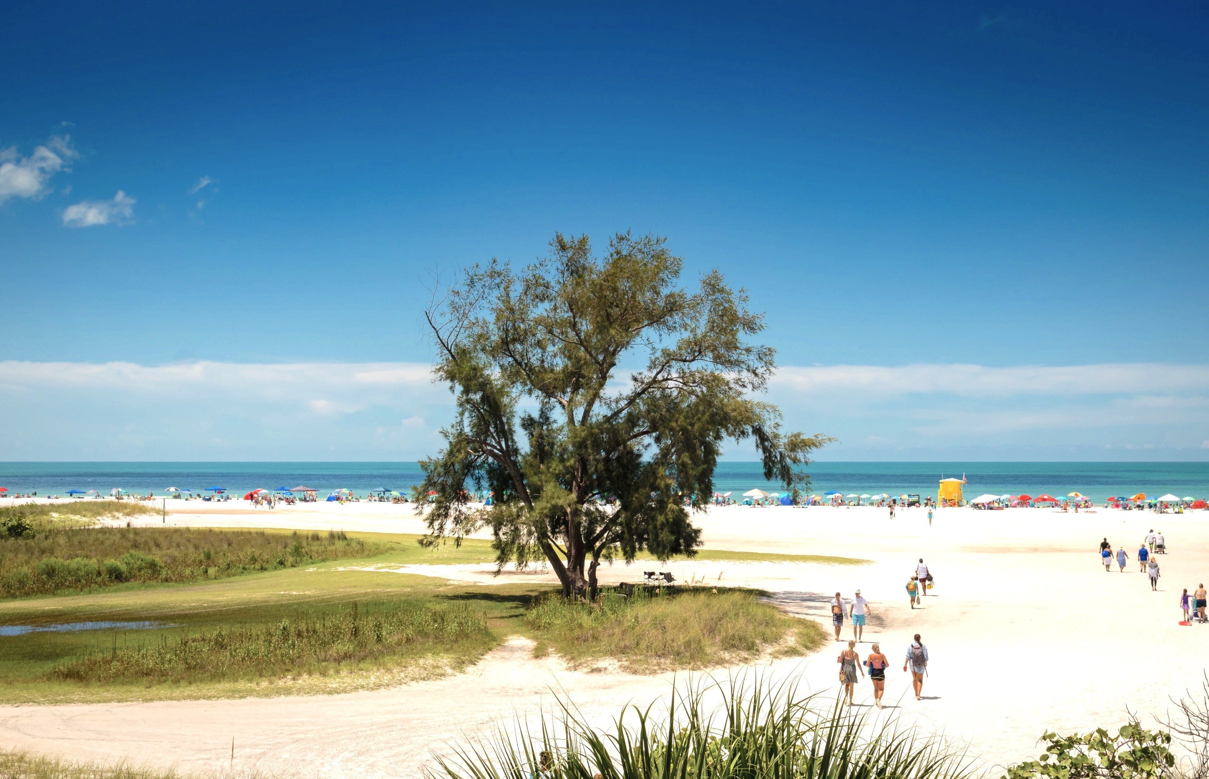 Une plage avec un grand arbre au premier plan, un sentier sablonneux et des personnes se promenant sur la plage à l’arrière-plan.