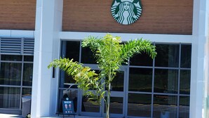 Un edificio moderno con el logotipo de Starbucks en la fachada, ventanas grandes y un pequeño árbol en frente.