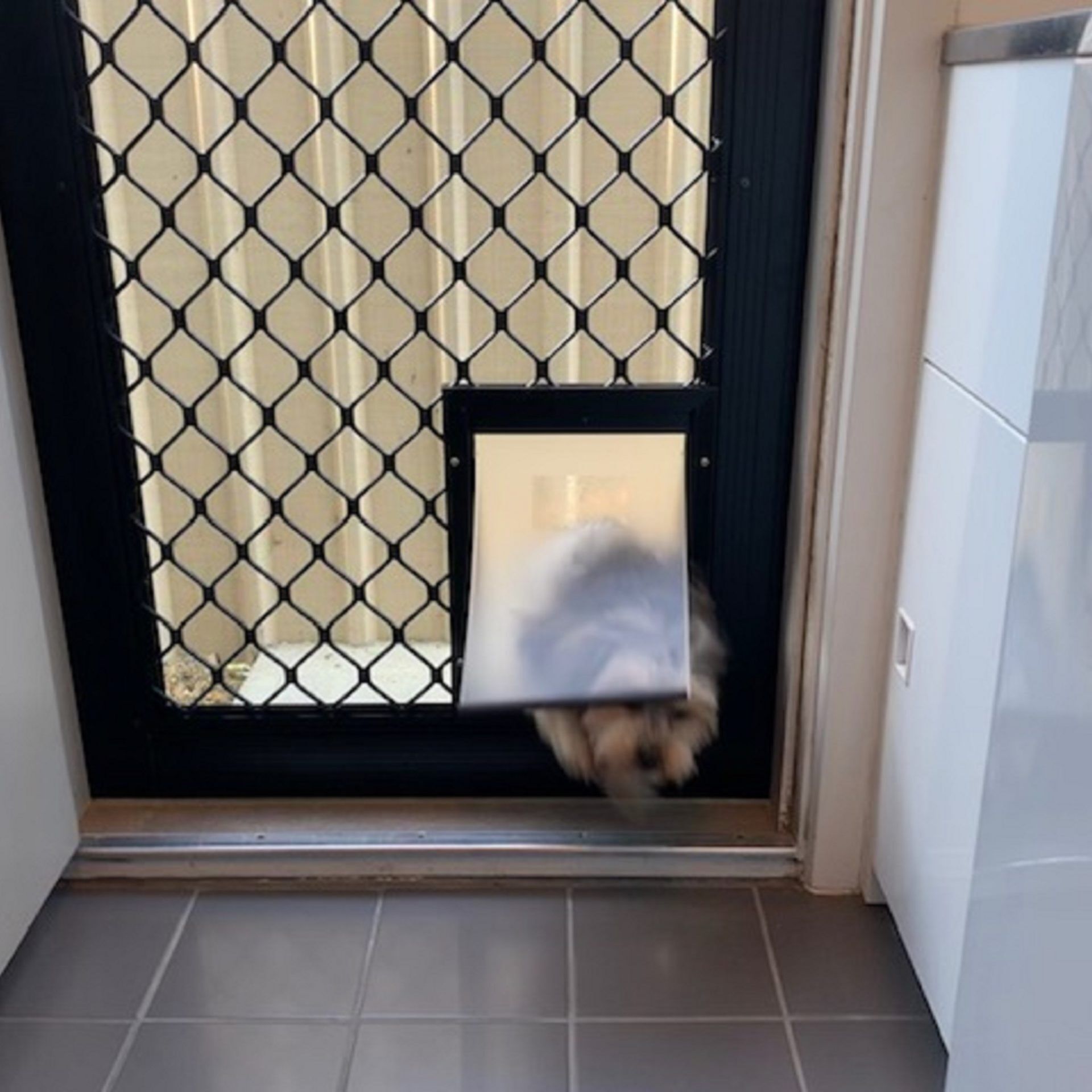 Une porte munie d’une grille métallique et un petit chien qui se faufile à travers l’ouverture.