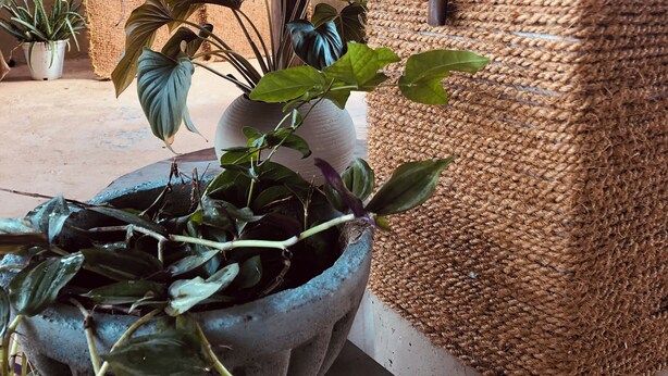 A potted plant in a concrete planter, a woven wall, and a metal pipe.