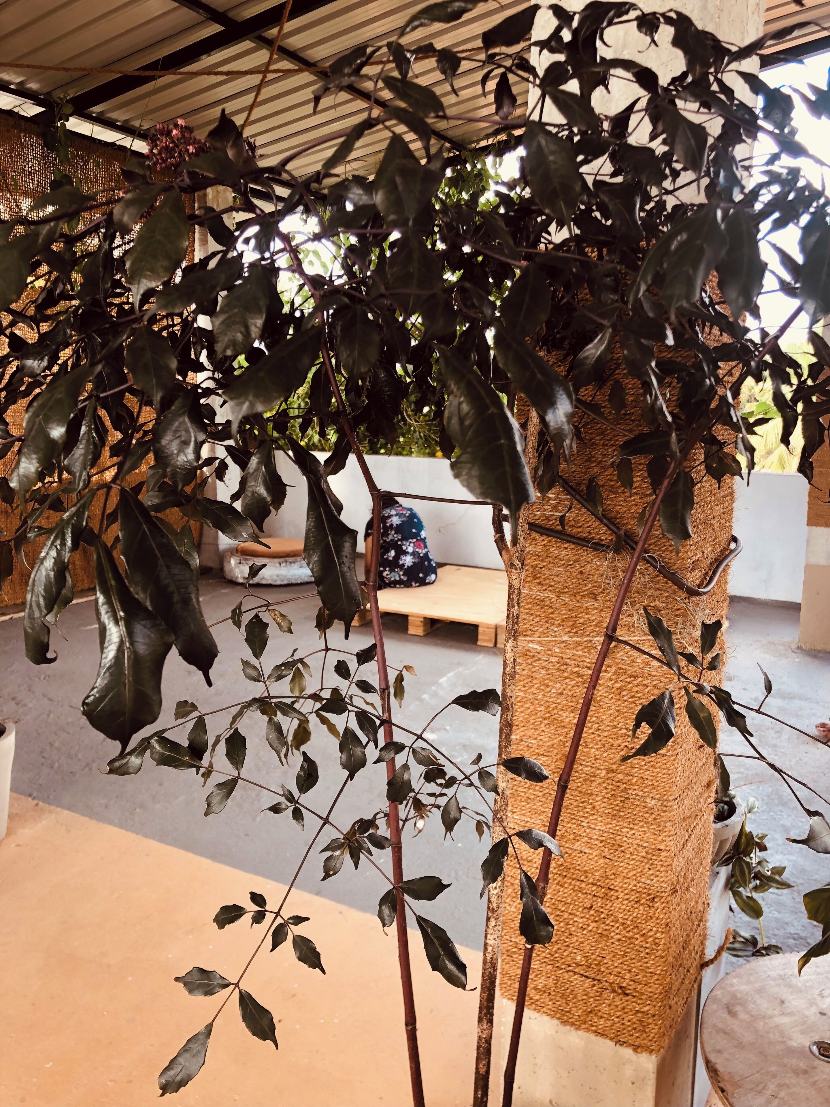 Un espacio al aire libre cubierto con una gran estructura tejida que sostiene plantas trepadoras.