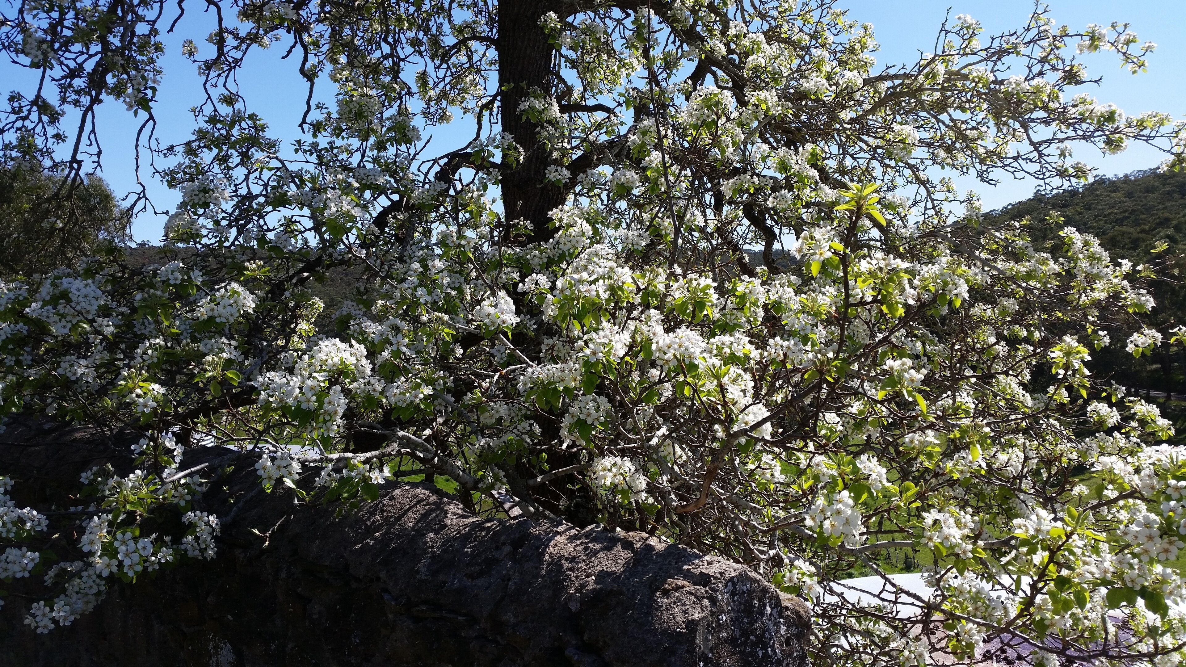 Morialta Barns - The Bakery - Unique Heritage Accommodation — image 19