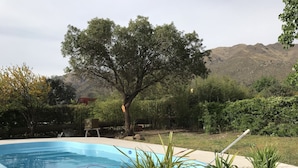 A swimming pool with a clear blue water feature, surrounded by potted plants and a large tree.