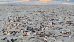 A beach with scattered seashells and driftwood.