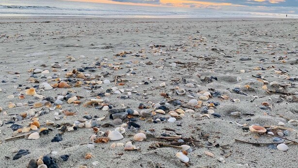 A beach with scattered seashells and driftwood.