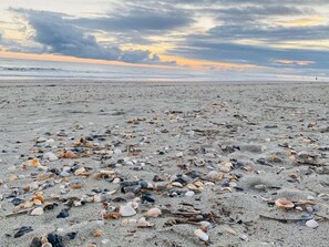 A beach with scattered seashells and driftwood.