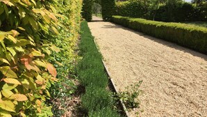 A gravel pathway flanked by neatly trimmed hedges and a dense shrub with yellowing leaves. - 5-hectare family estate with swimming pool near Bourges (Berry-Bouy)