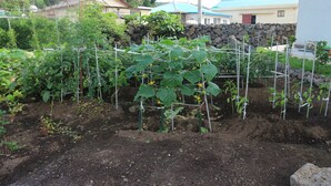 Un jardín con diversas plantas y una estructura de enrejado.