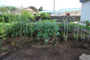 Courtyard - Blue Island Guesthouse - Hostel (Seogwipo)