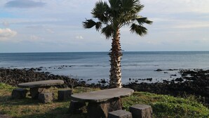Una palmera y bancos de piedra junto a una costa rocosa con el océano al fondo.