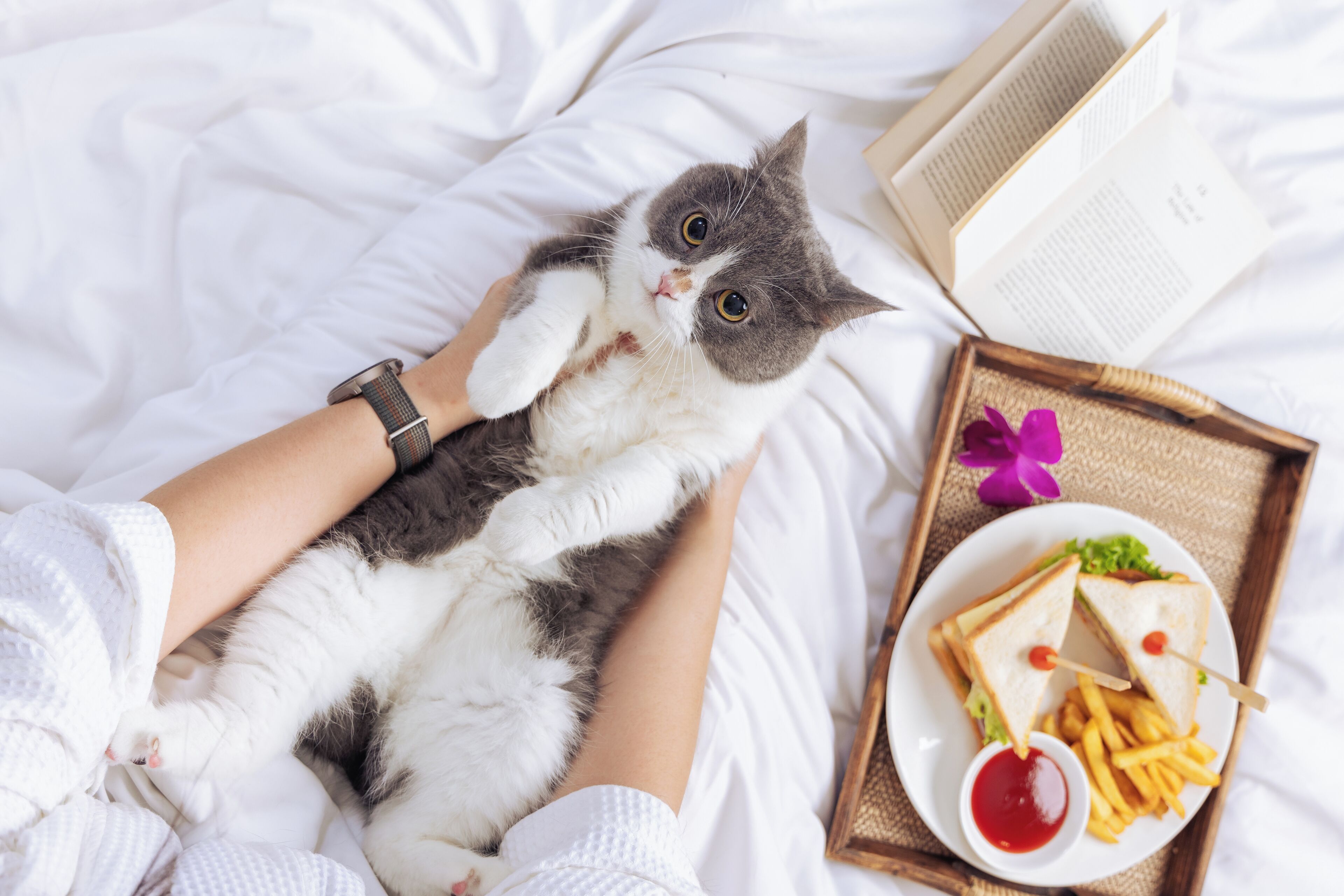 Una persona sdraiata su un letto con un gatto, un libro e un vassoio con cibo.