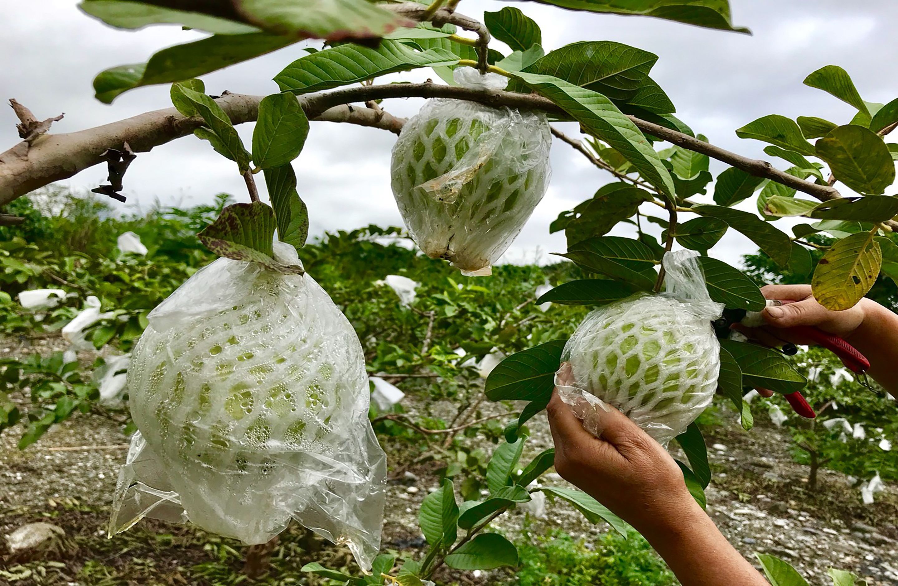 Una persona sosteniendo una rama con fruto cubierto por una red protectora.