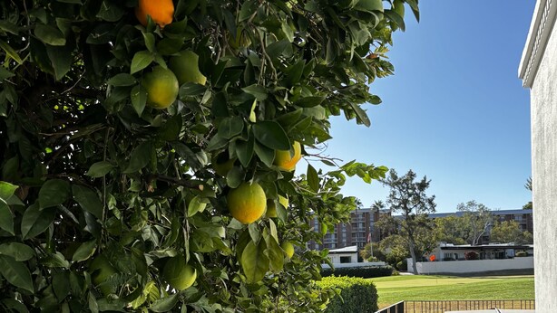 Un espace jardinier avec un arbre fruitier, un chemin de gravier et un bâtiment en arrière-plan.