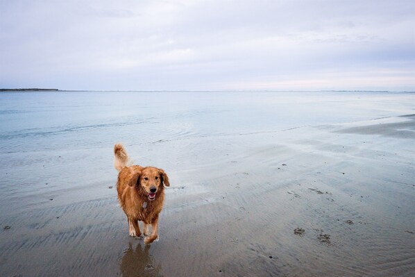 Un chien se promène sur une plage.