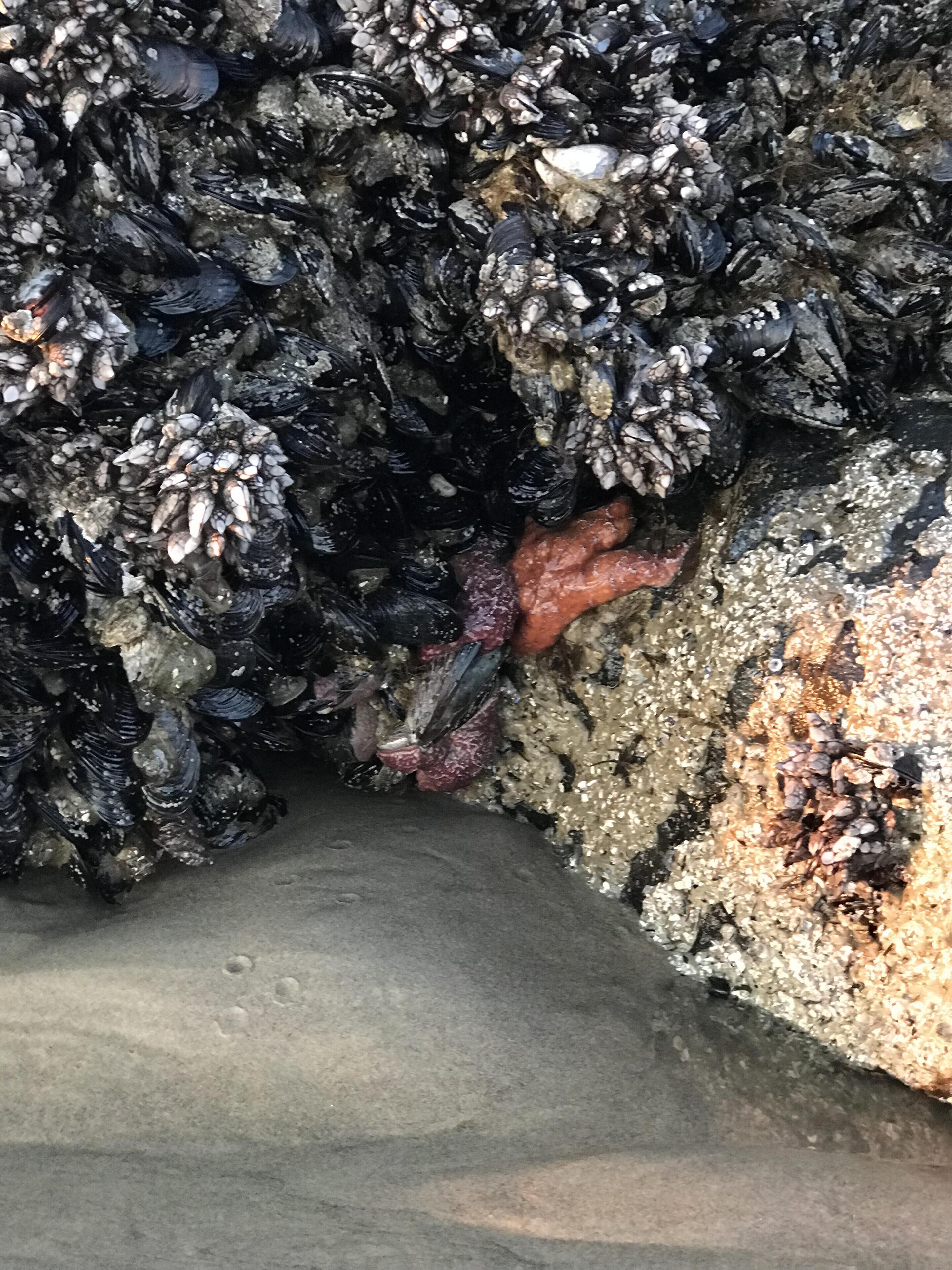 A rocky surface with mussels and barnacles.