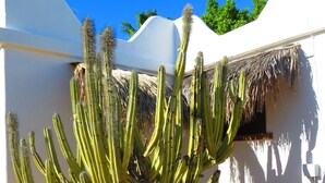 Een grote cactus in een tuin met witte muren en een rieten dakconstructie.
