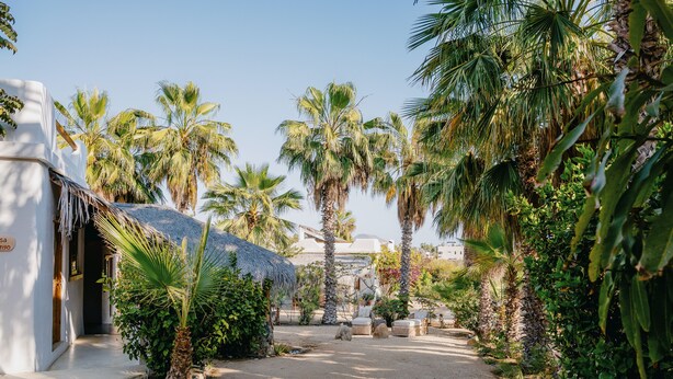A pathway lined with palm trees leading to a building with a white facade and a thatched roof structure. - Villa Gardenia - Oceanfront House Mango (Todos Santos)
