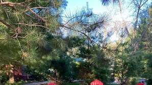 A backyard with a fire pit and three red Adirondack chairs. - Rustic and Charming one Bedroom cabin. Upgraded pontoon! (Hayward)