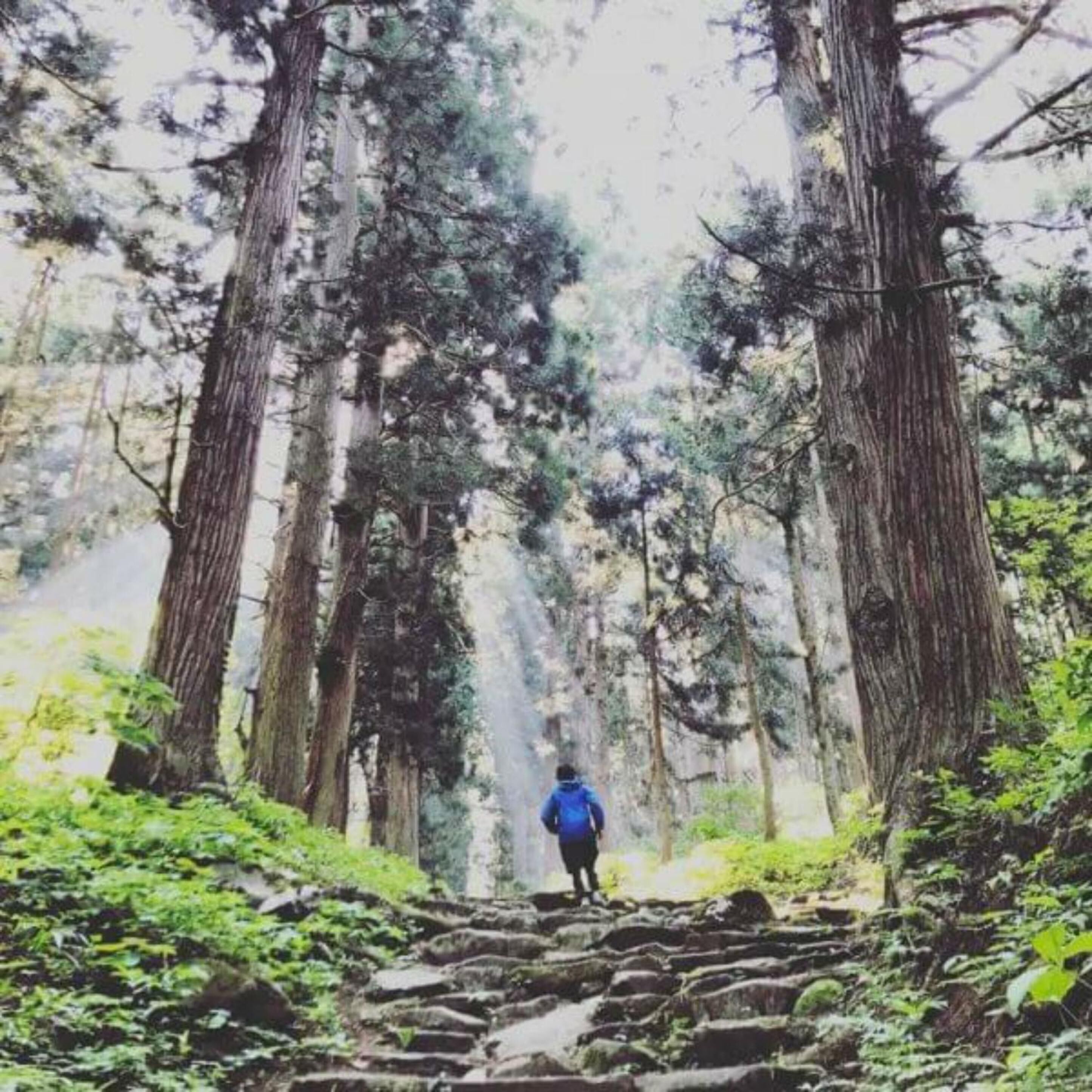 A person walking up a stone staircase surrounded by tall trees in a forest.