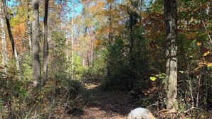 A dog walking on a forest path surrounded by autumn foliage. - Pet friendly, hot tub, close to Hocking Hills! (McArthur)