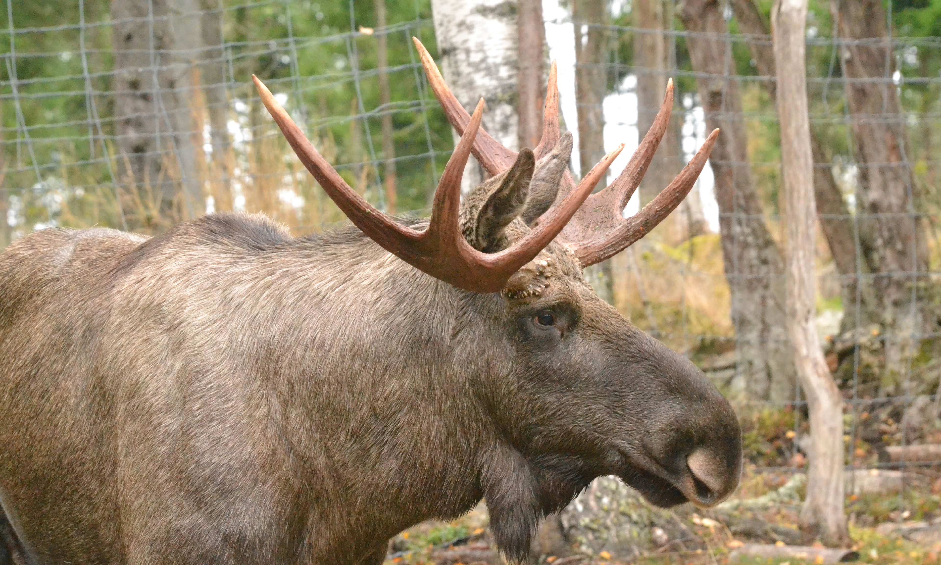 A moose with large antlers in a fenced enclosure.