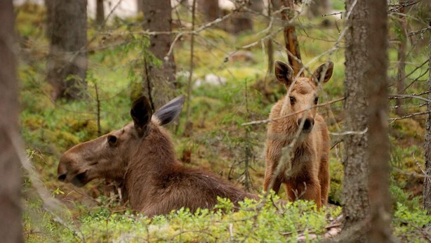 Deux cerfs dans une zone boisée, avec des arbres et des broussailles.
